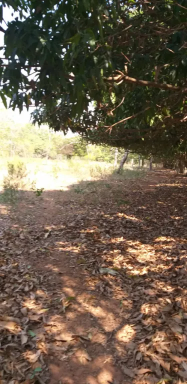 Vendo 3 hectárea a 200 millones cada hectarea — foto 3
