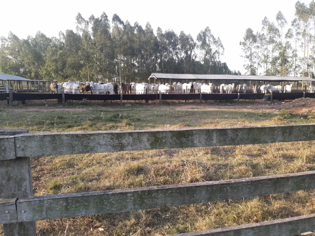 VENDO HERMOSA ESTANCIA GANADERA EN ITA — foto 3