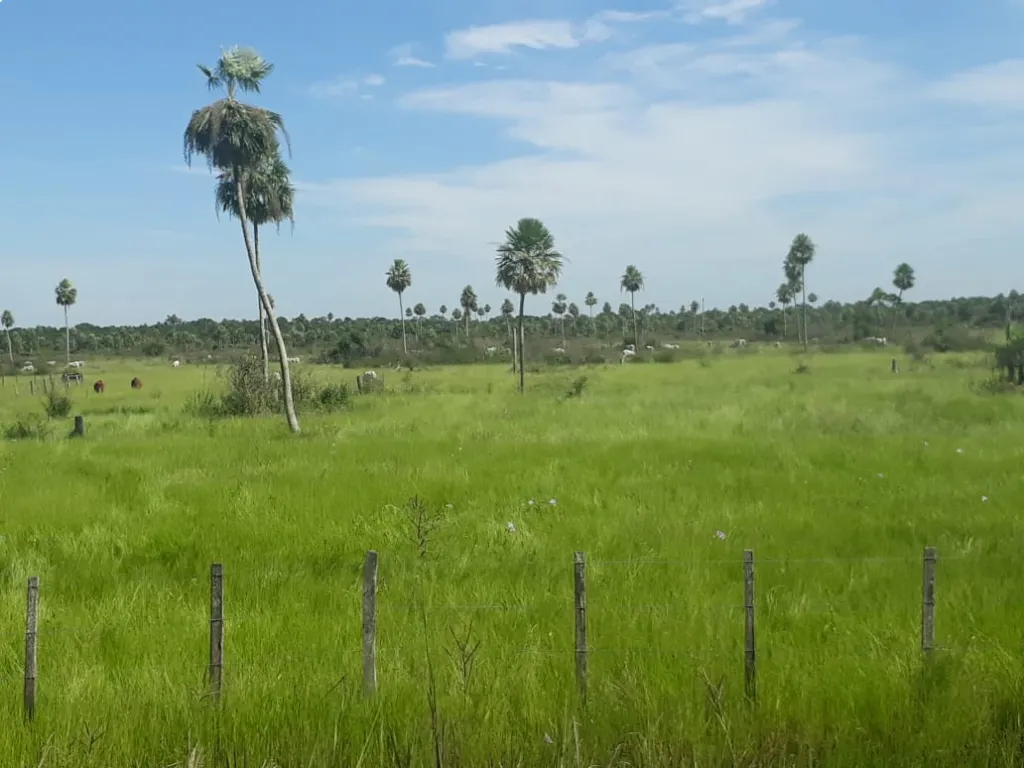 Vendo Campo en Ninfa, Chaco a 115 km de Asunción — foto 2