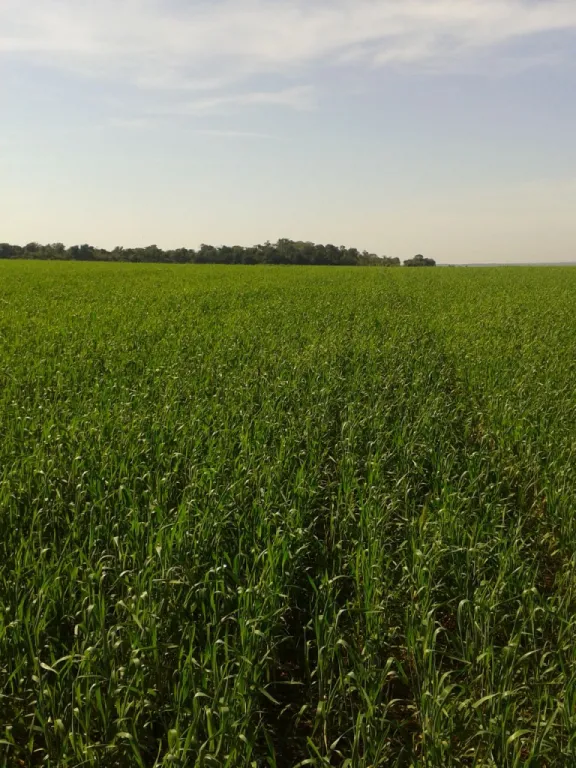 Sobre el Río Parana en Cnel Bogado Vendo 171 hectáreas inmejorable ubicación — foto 2