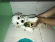 Caniche toy