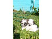 Shih Tzu Imperial