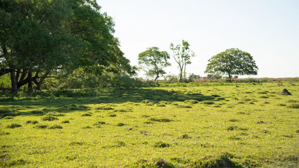 Vendo Campo de 104 Has en Juan De Mena - Coordillera (Trato directo con dueño) — foto 2