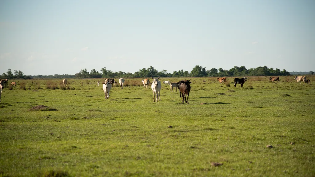 Vendo Campo de 104 Has en Juan De Mena - Coordillera (Trato directo con dueño) — foto 3