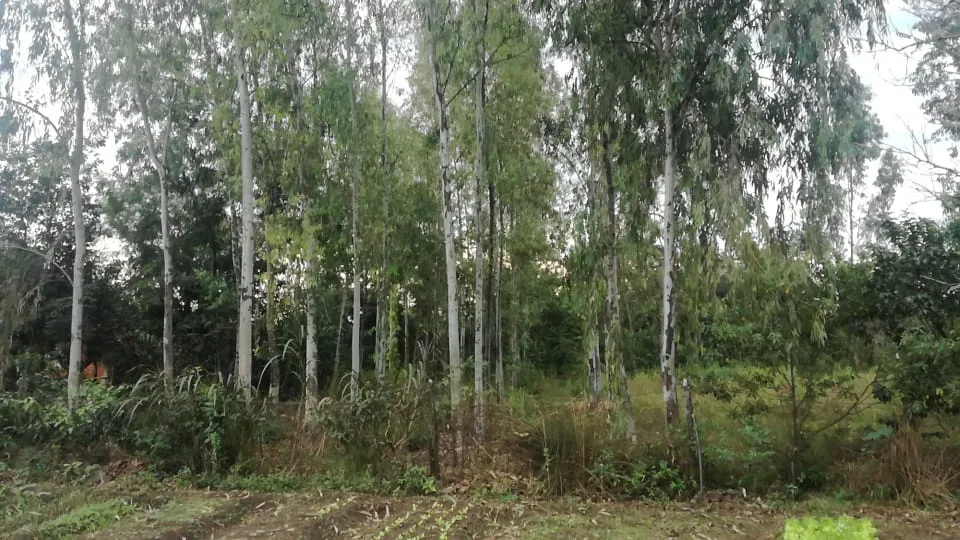 Vendo hermosos terreno en Itapua — foto 3