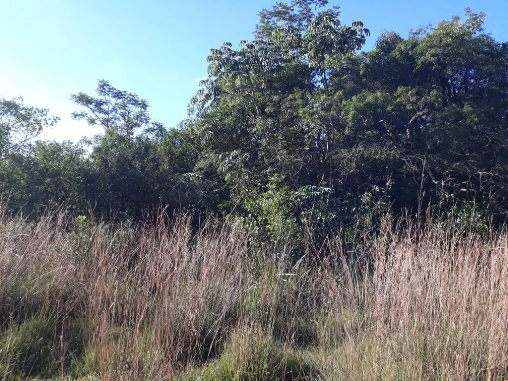 NUEVA COLOMBIA - CORDILLERA: MARAVILLOSAS 12 HAS, BOSQUE NATURAL, CAÑABERALES, ALAMBRADO. — foto 2