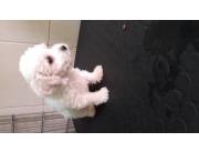Caniche Toy