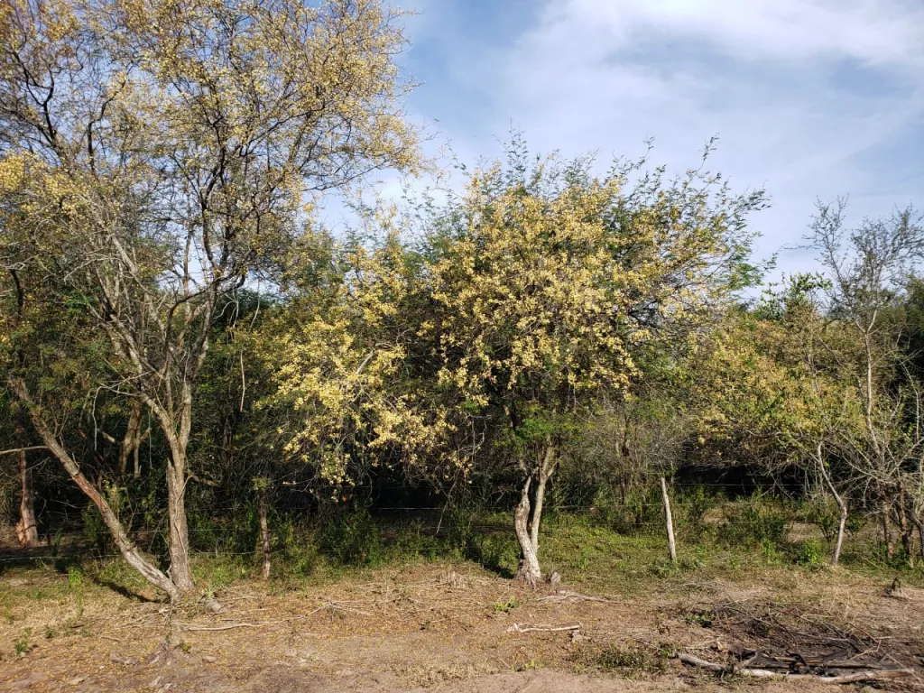 VENDO TERRENO EN ZONA FALCÓN — foto 3