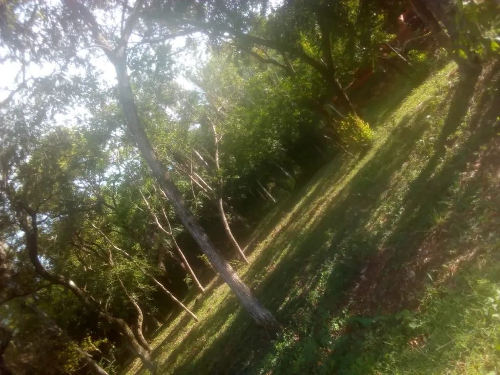 VENDO 3 TERRENOS EN CORDILLERA ALTOS COD 3450 — foto 2