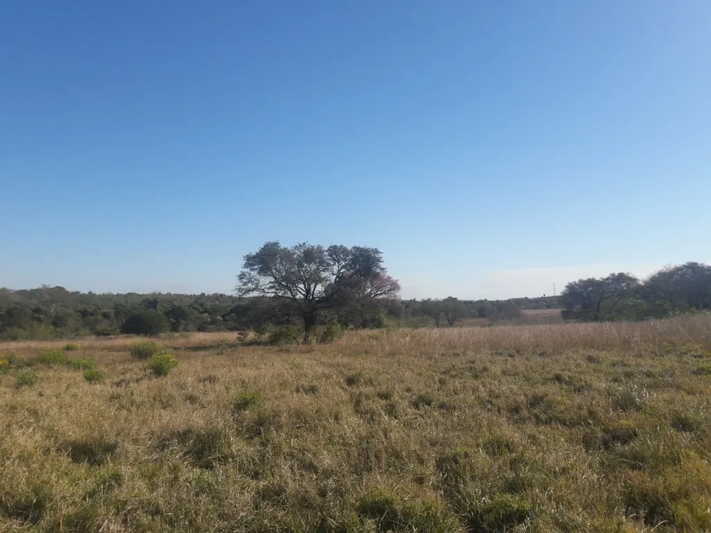 VENDO 45 HECTAREAS EN PARAGUARI CERCA DE CAÑADA, ROQUE GONZALES COD 3449 — foto 3
