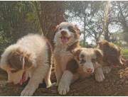 Border Collie Chocolate