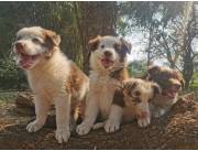 Border Collie Chocolate