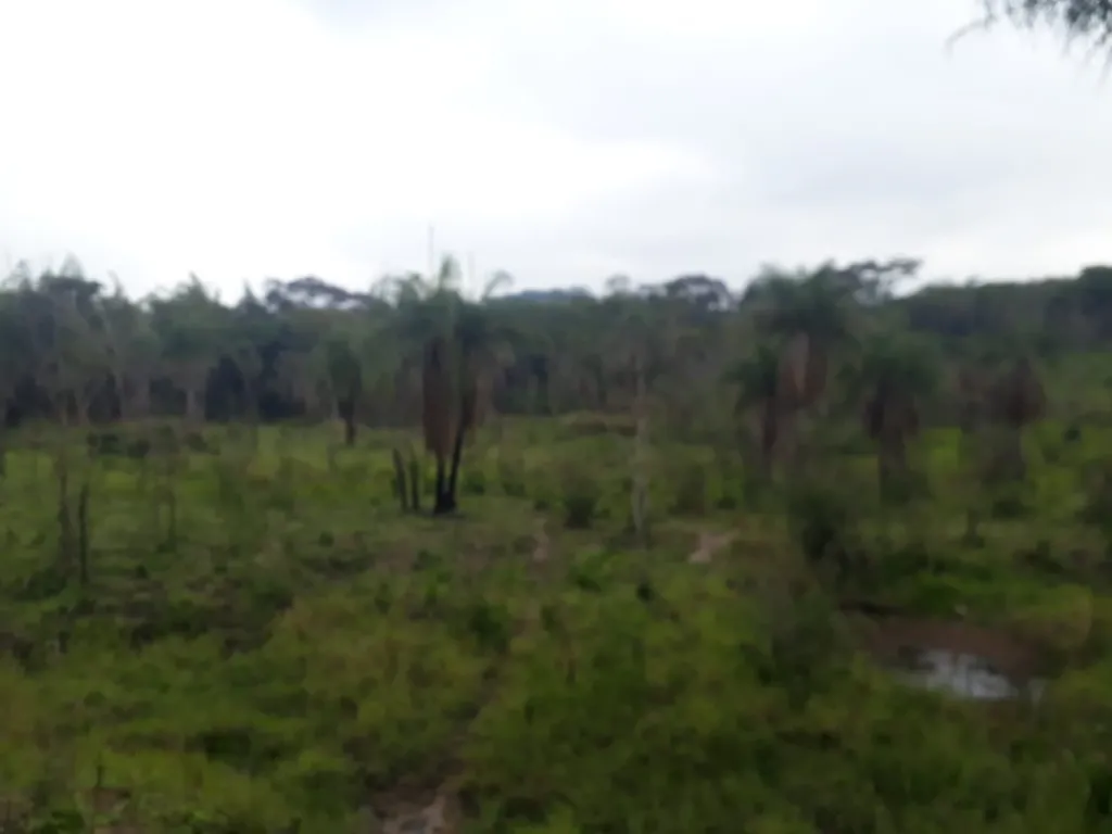 Vendo Campo, 39 Hectáreas. Dpto. San Pedro — foto 2