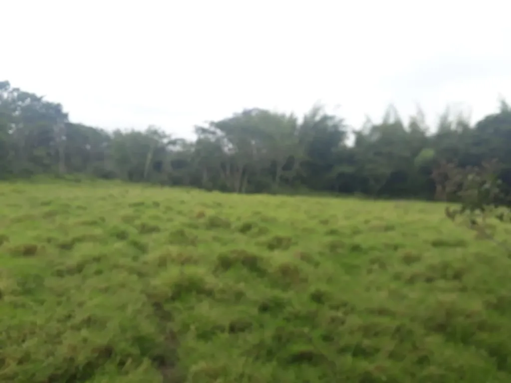 Vendo Campo, 39 Hectáreas. Dpto. San Pedro — foto 3