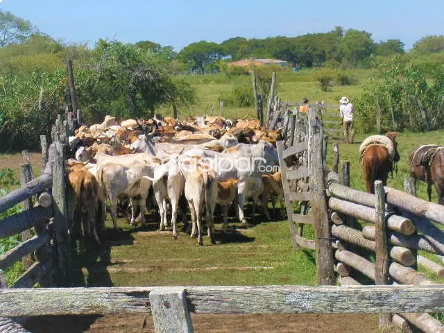 Exquisita Estancia en Caapucu. — foto 2