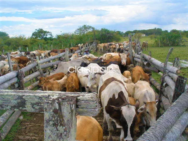 Exquisita Estancia en Caapucu. — foto 3