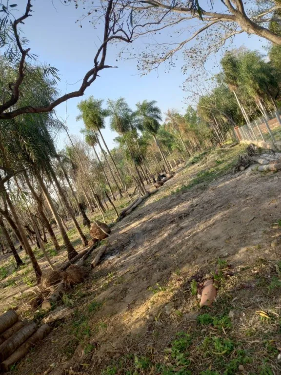 TERRENO EN VENTA EN SAN BERNARDINO — foto 3