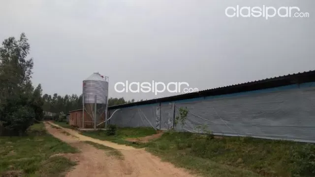 📢GRAN OFERTA!!! GRANJA AVÍCOLA DE 40.000 POLLOS!!! — foto 2