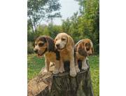 Beagles