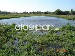 VENDO HERMOSA GRANJA EN LOMA GRANDE, NUEVA COLOMBIA — foto 2