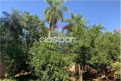 HERMOSO TERRENO AMURALLADO CON ÁRBOLES FRUTALES — foto 2