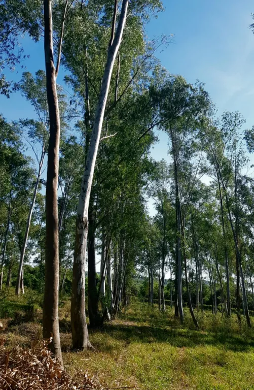 Hermoso Terreno en San Bernardino — foto 3