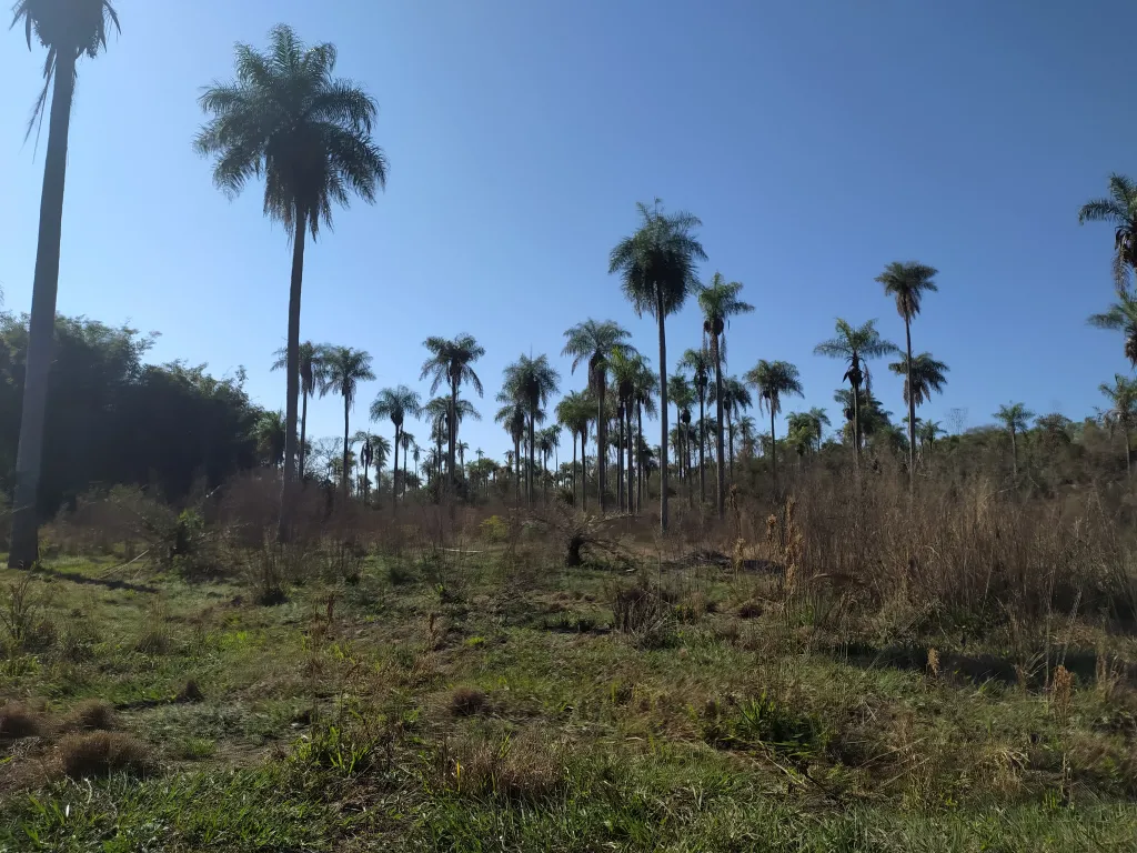 Terreno de 1 hectárea y media, en Paraguarí — foto 2