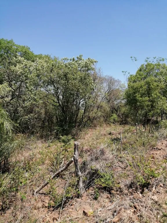 VENDO DOS HECTAREAS EN SAN BERNARDINO COD 3287 — foto 2