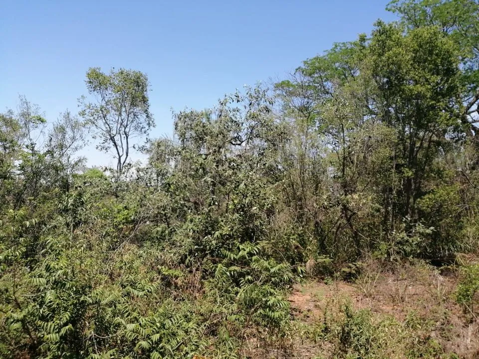 VENDO DOS HECTAREAS EN SAN BERNARDINO COD 3287 — foto 3
