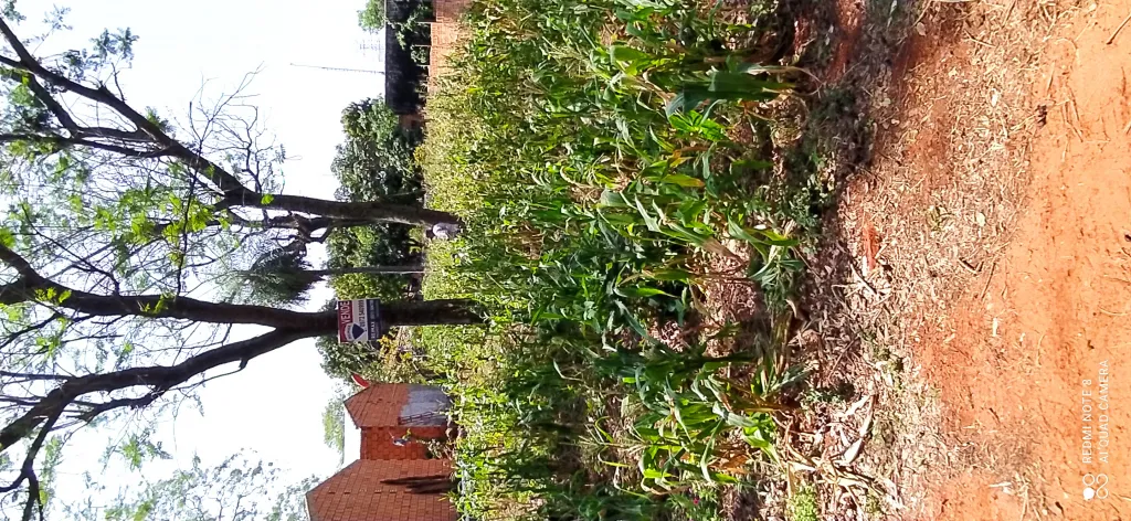 Terreno Ñemby cañadita — foto 2