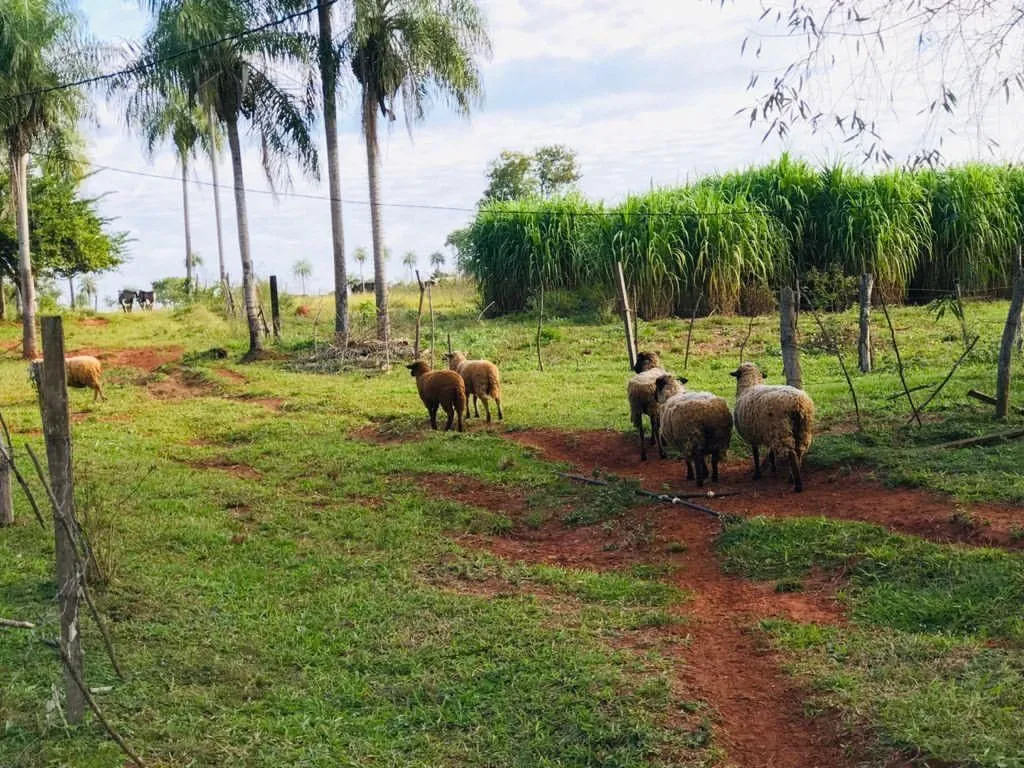 PIRIBEBUY – ITÁ MOROTÎ: 8 HECTAREAS, PASTURAS, GANADERÍA, EQUIPADA – 840.000.000 GS. — foto 2