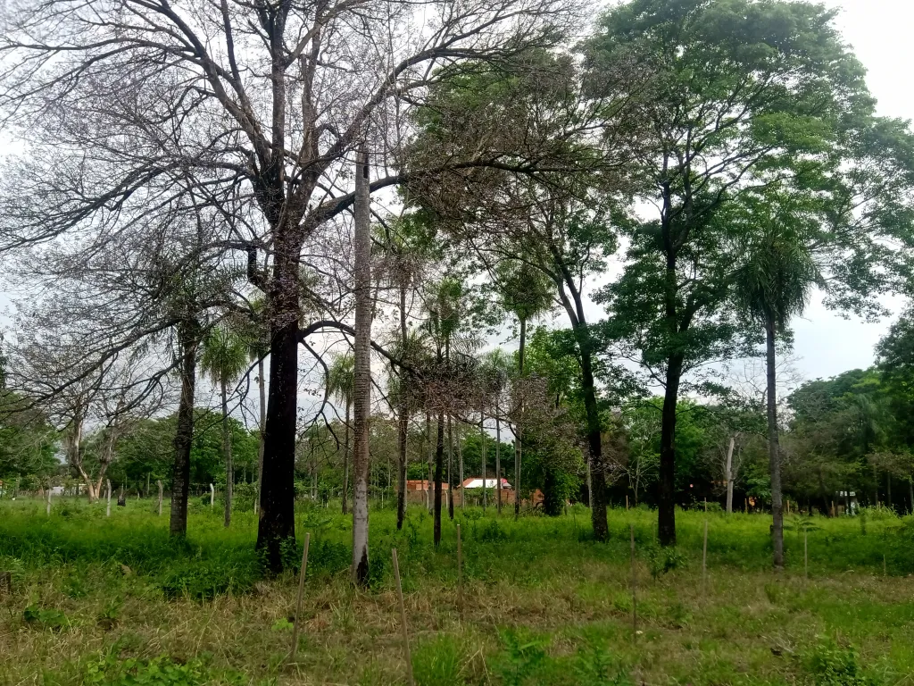 SUPER terreno 35,5X100 mts sobre ASFALTO detrás del Super CACIQUE en CAACUPEMI — foto 2