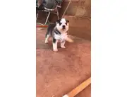 Cachorros husky siberianos de mes y medio