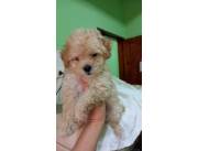 Caniche toy macho