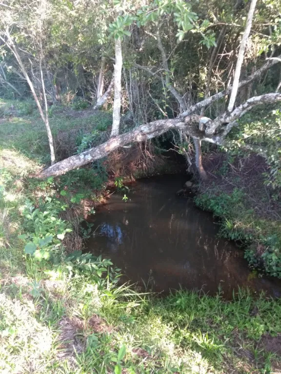 2,5 Hectáreas con Naciente de Agua — foto 2