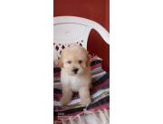 Caniche toy