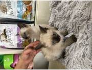 Gatito Siamés