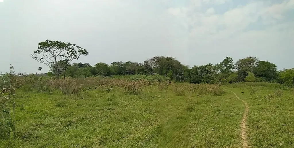 OFERTO 14 HECTAREAS EN 25 DE DICIEMBRE DEPARTAMENTO DE SAN PEDRO — foto 3