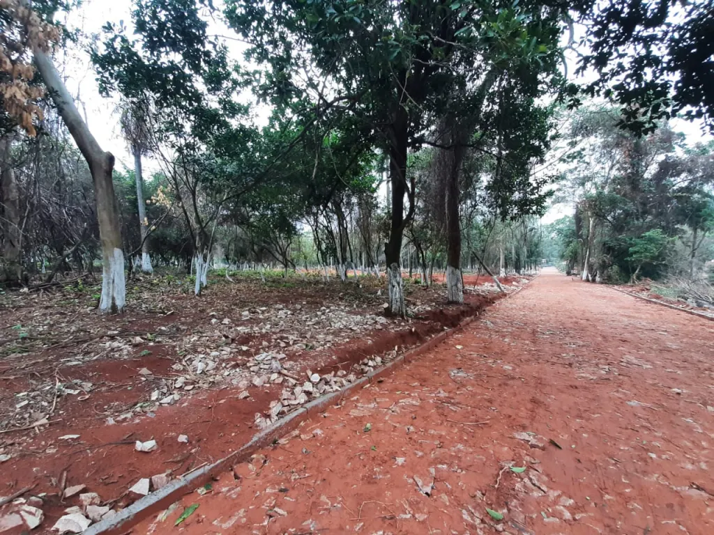 Terrenos en las zonas mas exclusivas de Luque. — foto 3