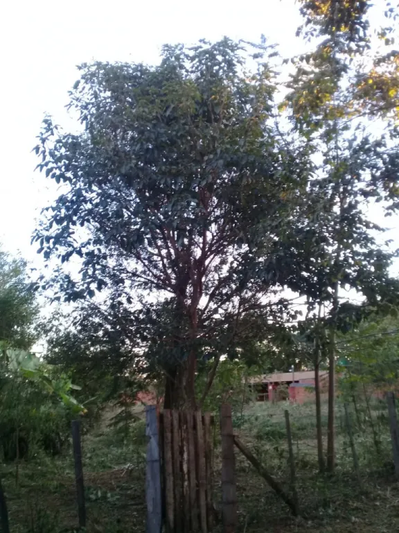 VENDO HERMOSO TERRENO EN CNEL. OVIEDO!!!! — foto 2