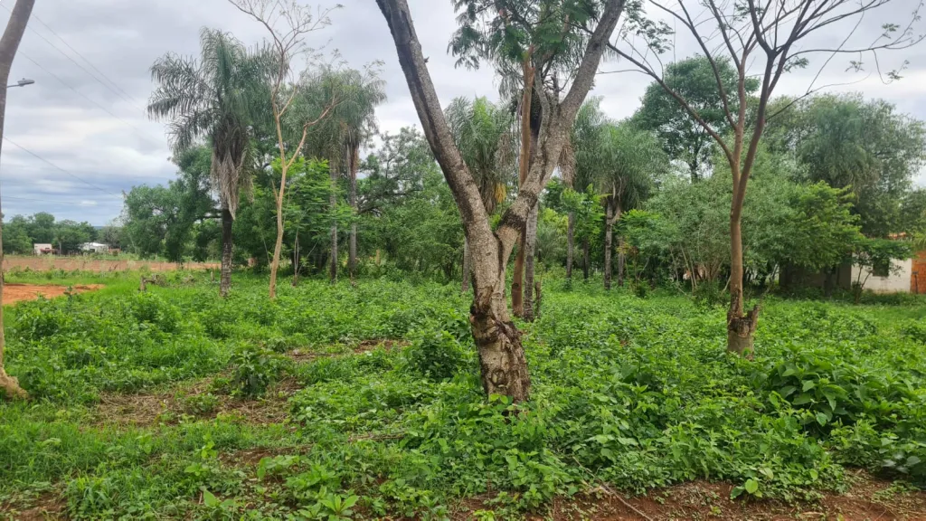 Terrenos en Thompson Ypané — foto 2