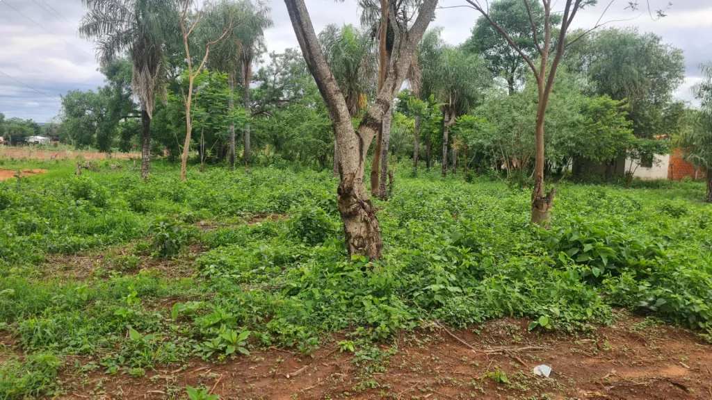 Terrenos en Thompson Ypané — foto 3