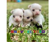 Chihuahuas, chiguaguas, CON PEDIGREE