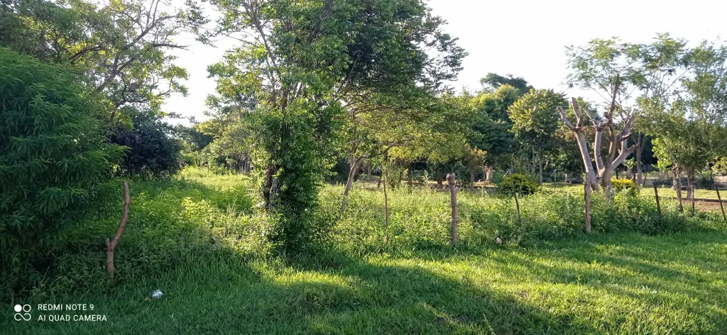 Vendo terreno en San Cosme y Damián — foto 3