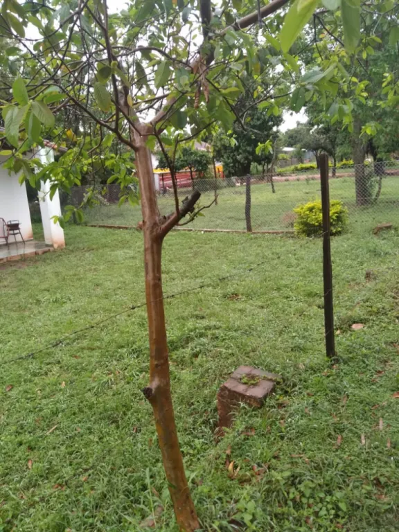 vendo casa en guarambare — foto 3