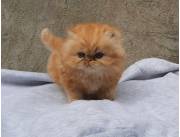 Gatos Persa
