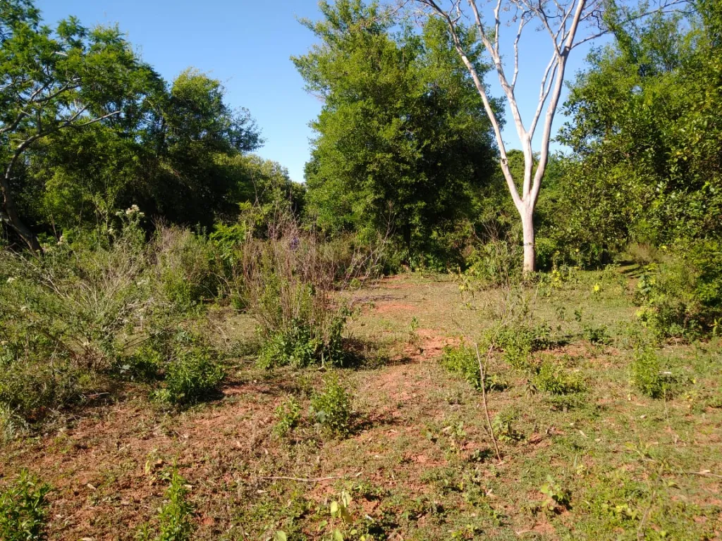 VENDO DOS TERRENOS JUNTOS EN AREGUA — foto 2