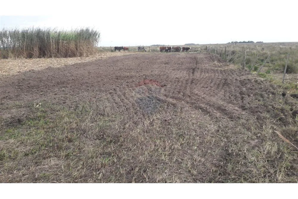 Estancia agroganadera de 1100 has Ayolas Misiones 12,650,000,000 ₲ — foto 2