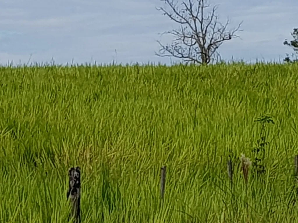 FINCA DE 8.653 has. EN ALTO VERÁ - DPTO. DE ITAPUA — foto 2