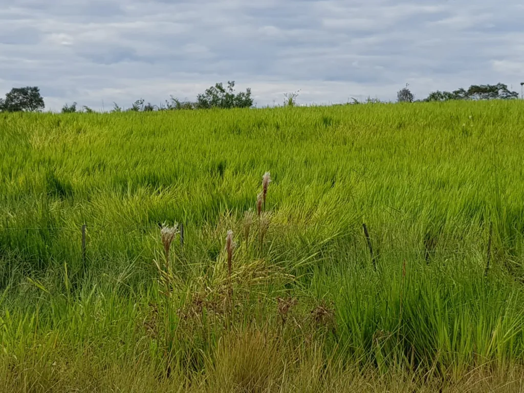 FINCA DE 8.653 has. EN ALTO VERÁ - DPTO. DE ITAPUA — foto 3